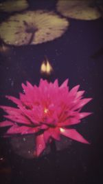 Close-up of pink flowers