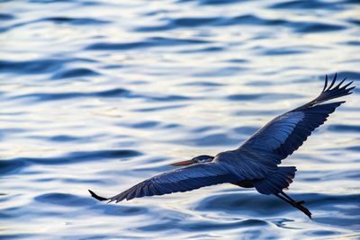 Seagull flying over lake