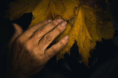 Cropped hand touching leaf at night