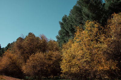 Low angle view of trees against sky during autumn