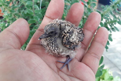 Close-up of hand holding small bird