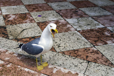 Close-up of bird