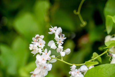 Close-up of insect on white flowering plant