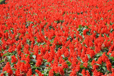 High angle view of red flowering plants on field