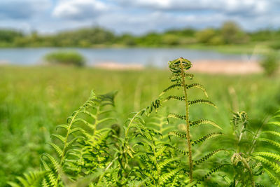 Close-up of plant growing on field