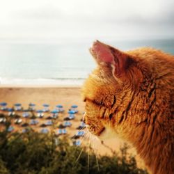 Close-up of cat by sea against sky