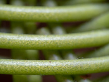 Full frame shot of green leaf