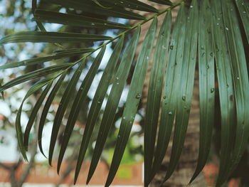 Close-up of palm leaf