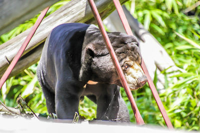 Close-up of a monkey