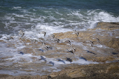 Birds on beach