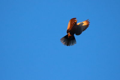 Low angle view of a bird flying