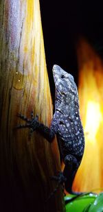 Close-up of lizard on wood at night