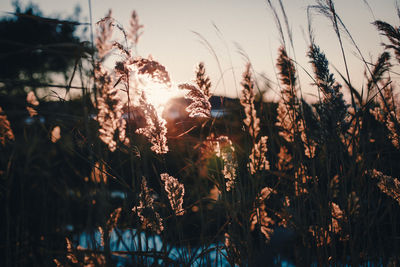 Close-up of plants growing on field against sky