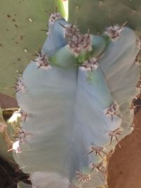 Close-up of succulent plant