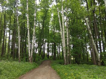 Footpath amidst trees in forest