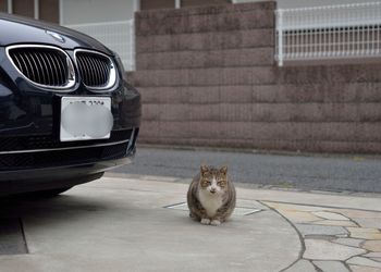 Cat sitting on footpath by car