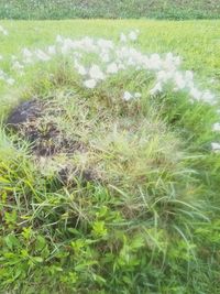 High angle view of plants growing on field