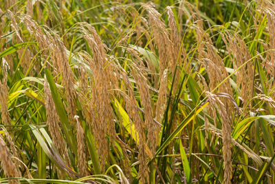 Full frame shot of wheat field