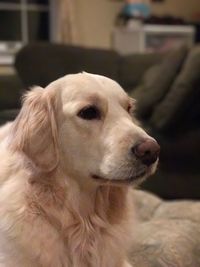 Close-up portrait of dog