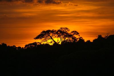 Silhouette plants against dramatic sky during sunset