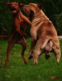 Dog on field