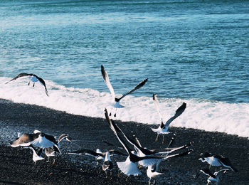 High angle view of seagulls on beach