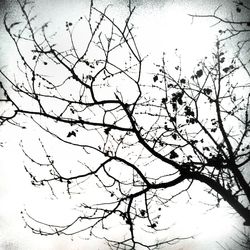 Low angle view of bare tree against sky