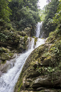 Scenic view of waterfall in forest