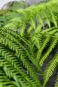 Close-up of fern leaves