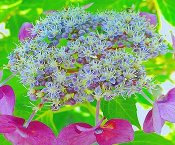 Close-up of purple flowering plant