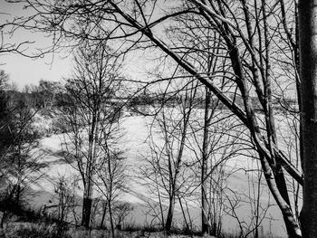 Bare trees in forest against sky