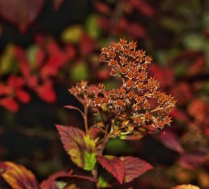 Close-up of red flowering plant during autumn