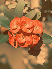 Close-up of raindrops on red flowering plant