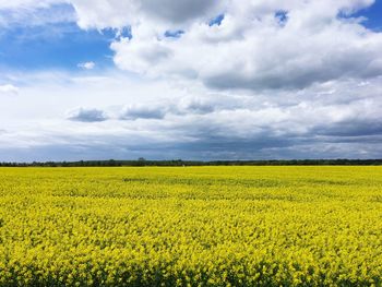 Scenic view of oilseed rape field against cloudy sky