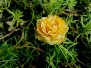 Close-up of yellow rose flower