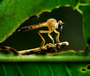 Macro shot of robber fly seen though eaten leaf
