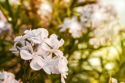 Close-up of white flowers