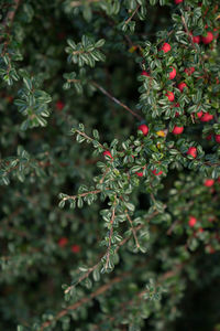 Close-up of leaves on tree