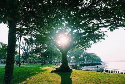 Trees in park against sky