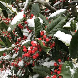 Close-up of red berries on tree