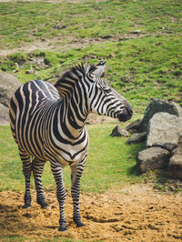 Zebra standing on field