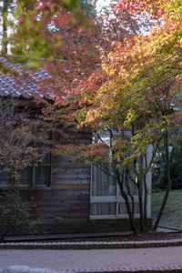 Trees and plants in park during autumn