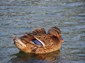 Mallard duck swimming in pond