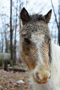 Close-up of a horse on field