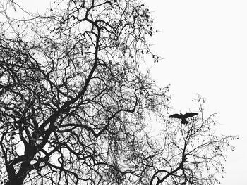 Low angle view of birds perching on branch against clear sky