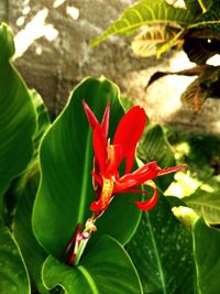 Close-up of red flowering plant