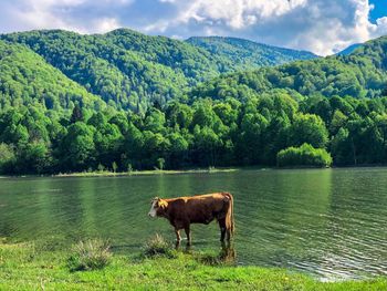 View of a cow in the lake
