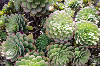 Full frame shot of succulent plant