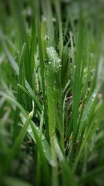 Close-up of wet grass