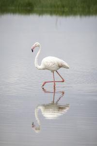 Lesser flamingo